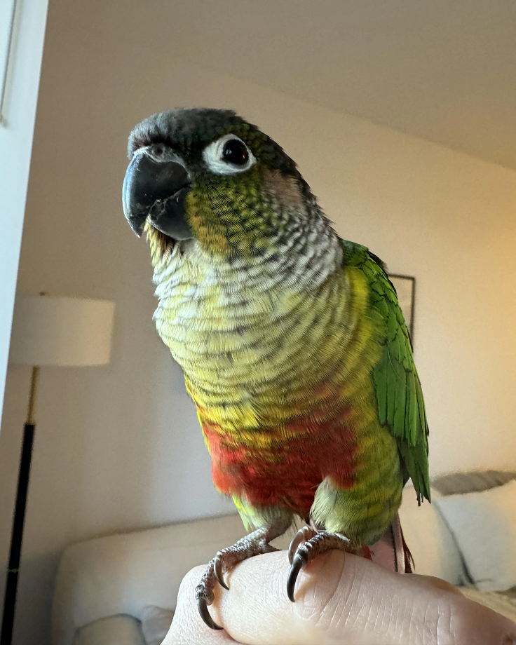 conure